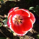 floriade2016-spring-celebration-at-canberradsc09051