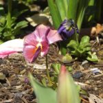 floriade2016-spring-celebration-at-canberradsc09060