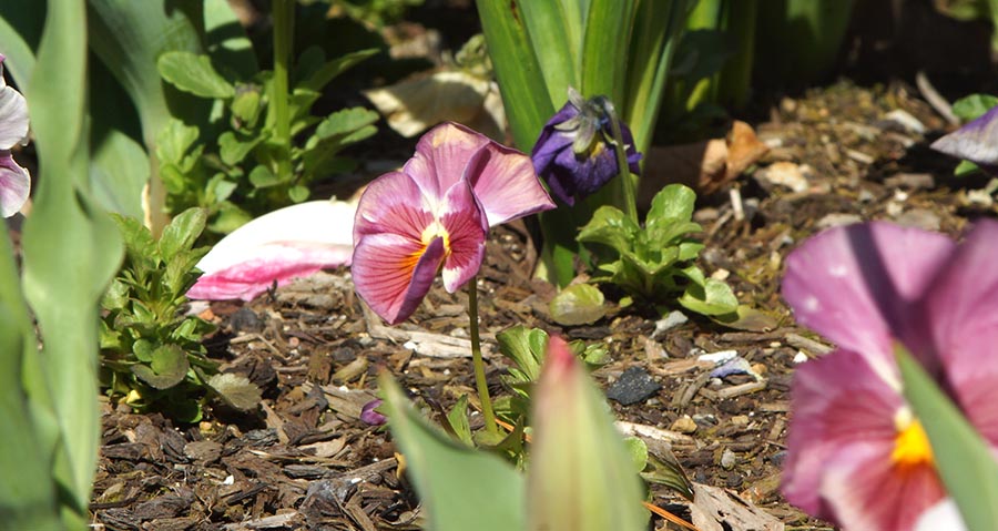 floriade2016-spring-celebration-at-canberradsc09060