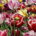 floriade2016-spring-celebration-at-canberradsc09075
