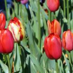 floriade2016-spring-celebration-at-canberradsc09097