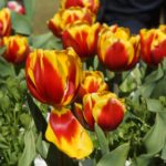floriade2016-spring-celebration-at-canberradsc09105