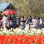 floriade2016-spring-celebration-at-canberradsc09259