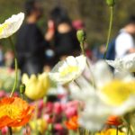 floriade2016-spring-celebration-at-canberradsc09265