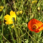 floriade2016-spring-celebration-at-canberradsc09269