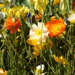 floriade2016-spring-celebration-at-canberradsc09270
