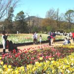 floriade2016-spring-celebration-at-canberradsc09277