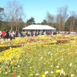 floriade2016-spring-celebration-at-canberradsc09285