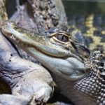 crocodile-2044288__340