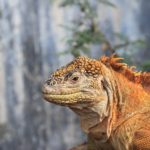 land-iguana-894478__340