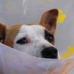dog-1191662__340