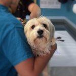 dog-1912874__340