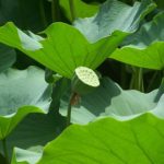 lotus-173187__340