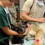 veterinary-85925__340