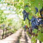 purple-grapes-vineyards