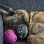 dog-2817560__340