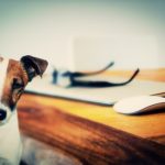 dog-624952__340