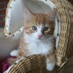 kitten-2771734__340