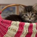 kitten-cat Tips for Renting With Pets in Australia