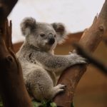 mammals-3055832__340