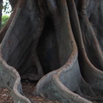 Royal Botanic Garden, SydneyIMG_9433