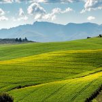 Canola Fields Green Rolling Hills Agriculture Farm Australia NSW Regional