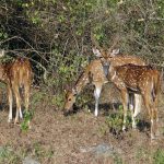 bandipur-honeymoon-destination-nepal