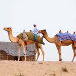 Desert Camels Dubai
